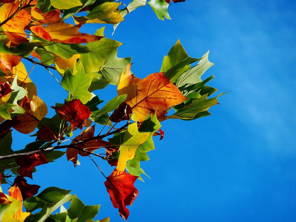 Fall